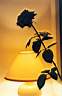 TN_Image-07.JPG
